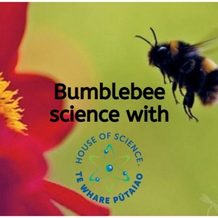 Brilliant bumblebees image