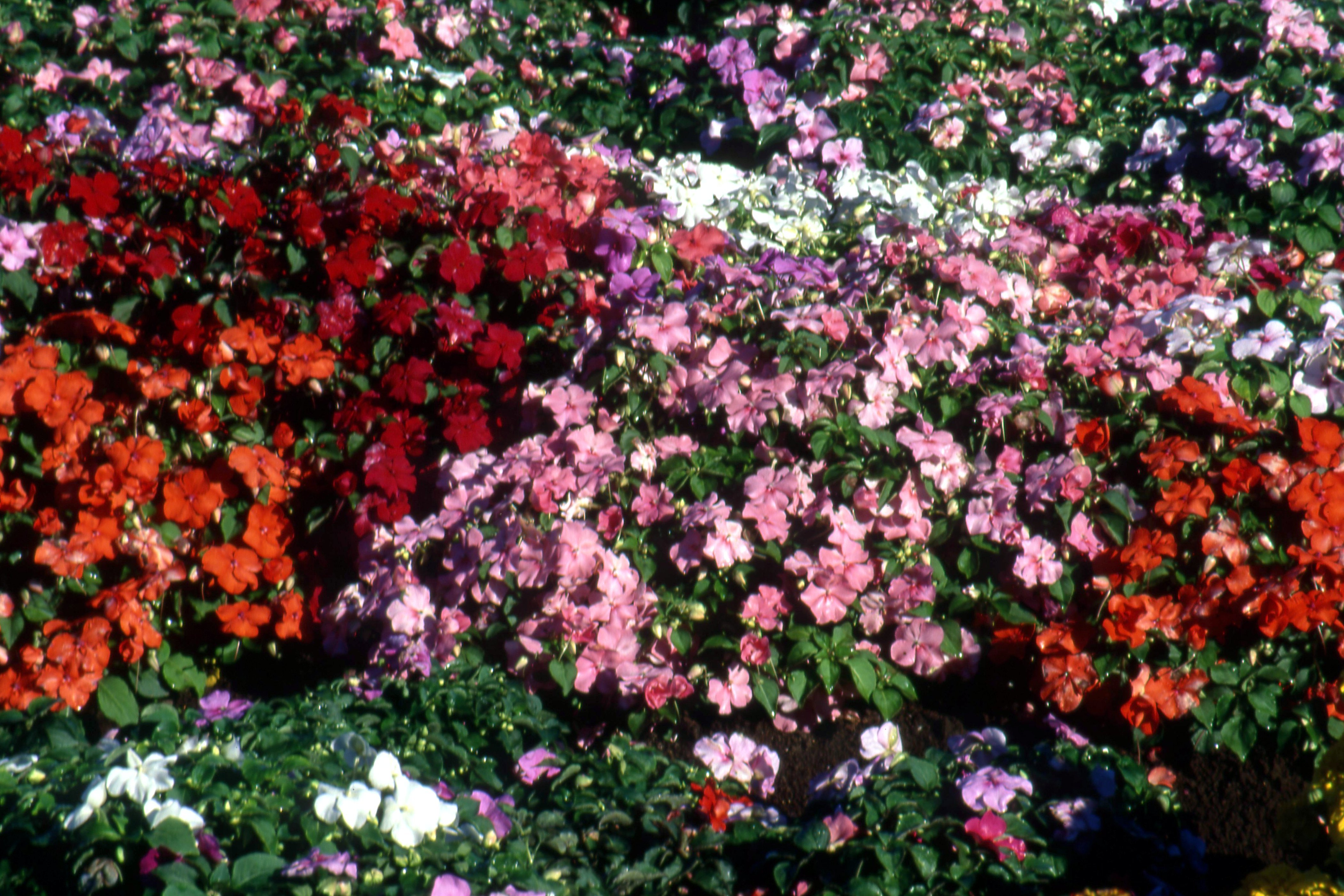 Annuals