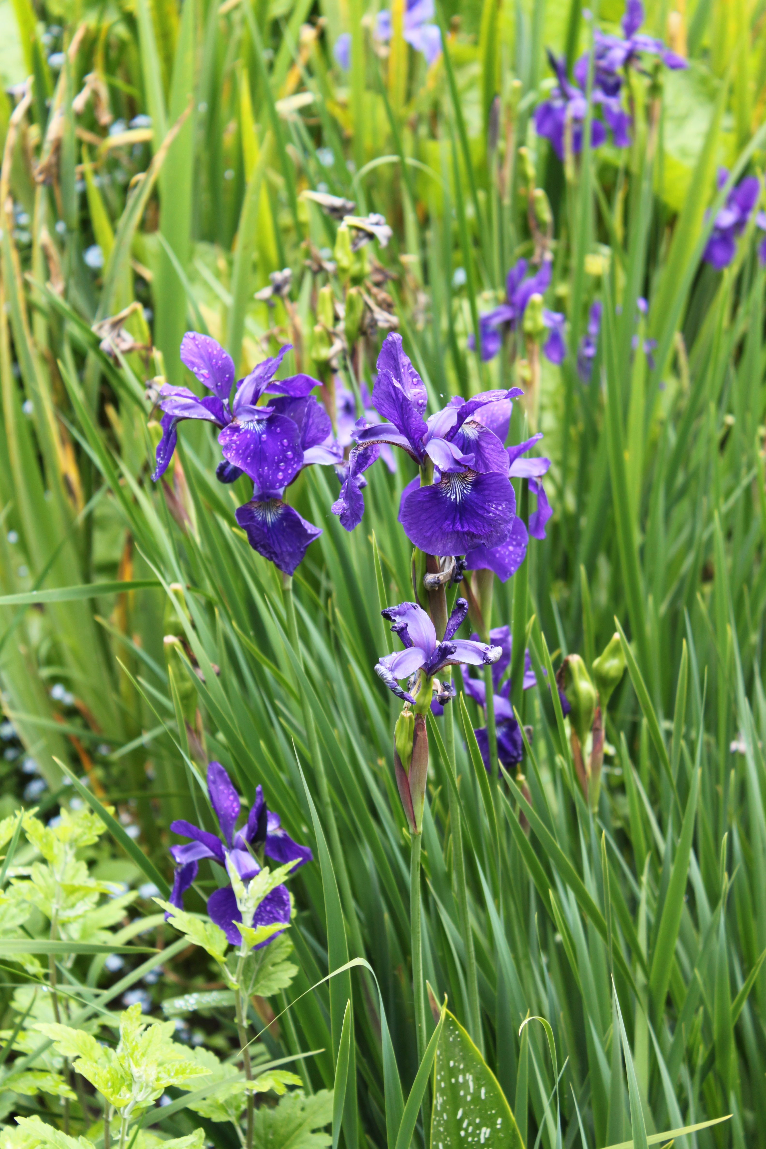 Siberian Iris (Iris sibirica) organic