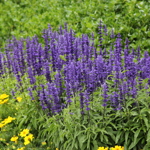 Salvia farinacea 'Victoria'