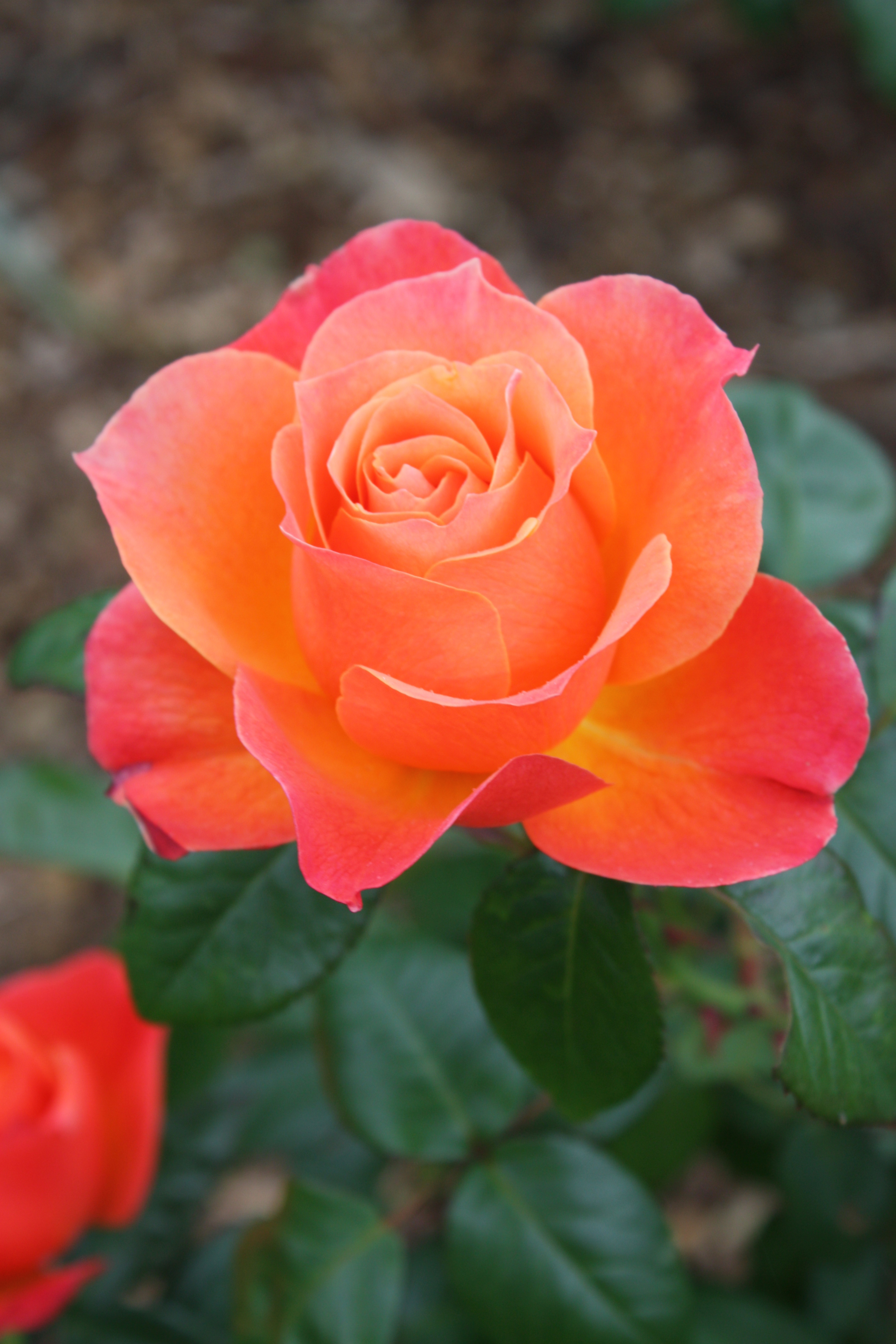 Rosa [Fellowship] = 'HARwelcome'