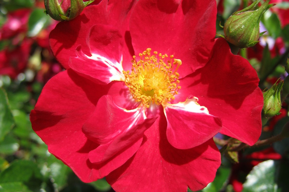 Rosa 'Flower Carpet Red' 2.jpg