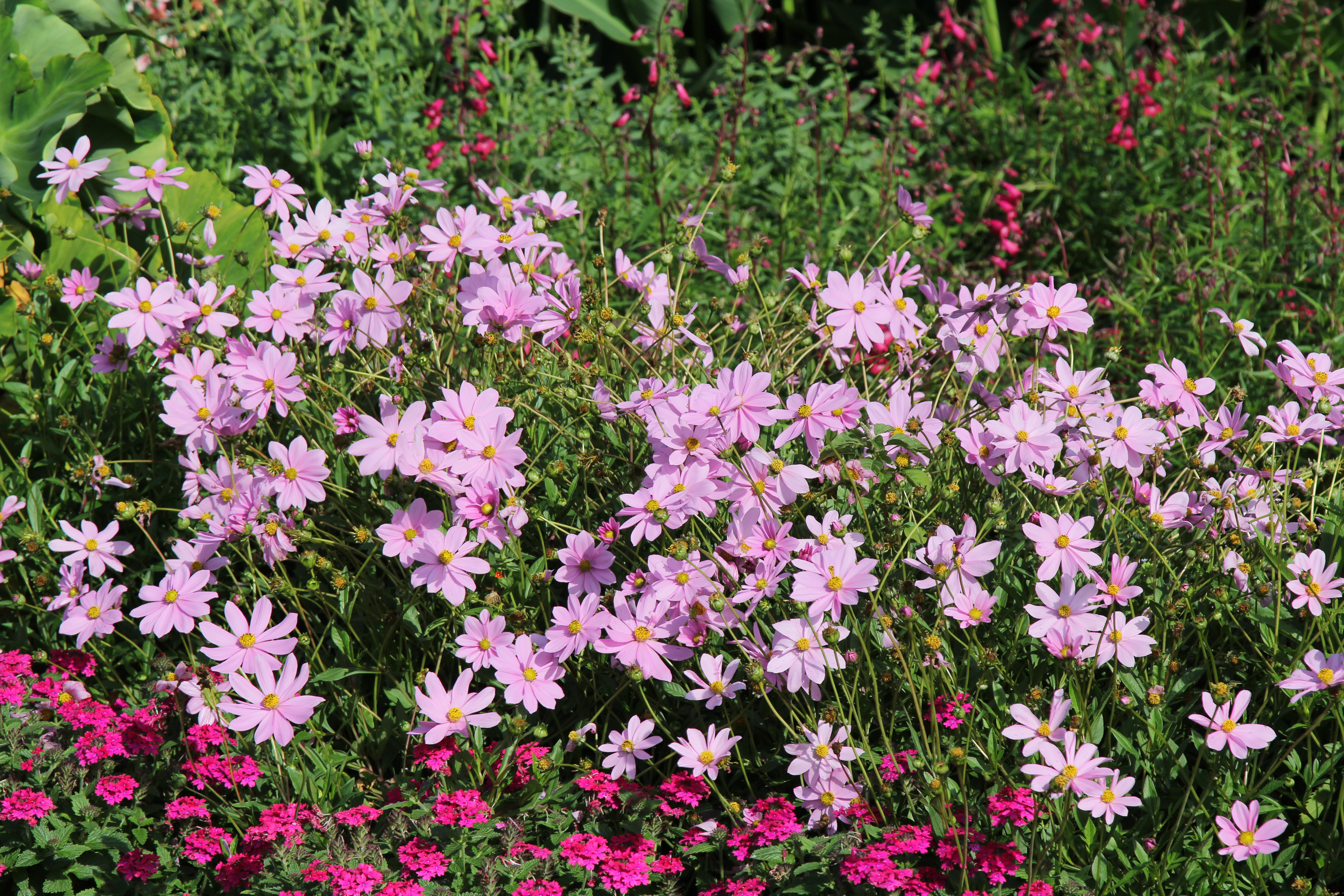 Cosmos bipinnatus