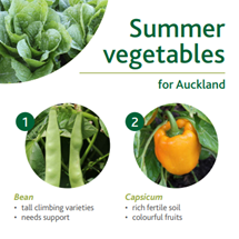 Summer vegetables image