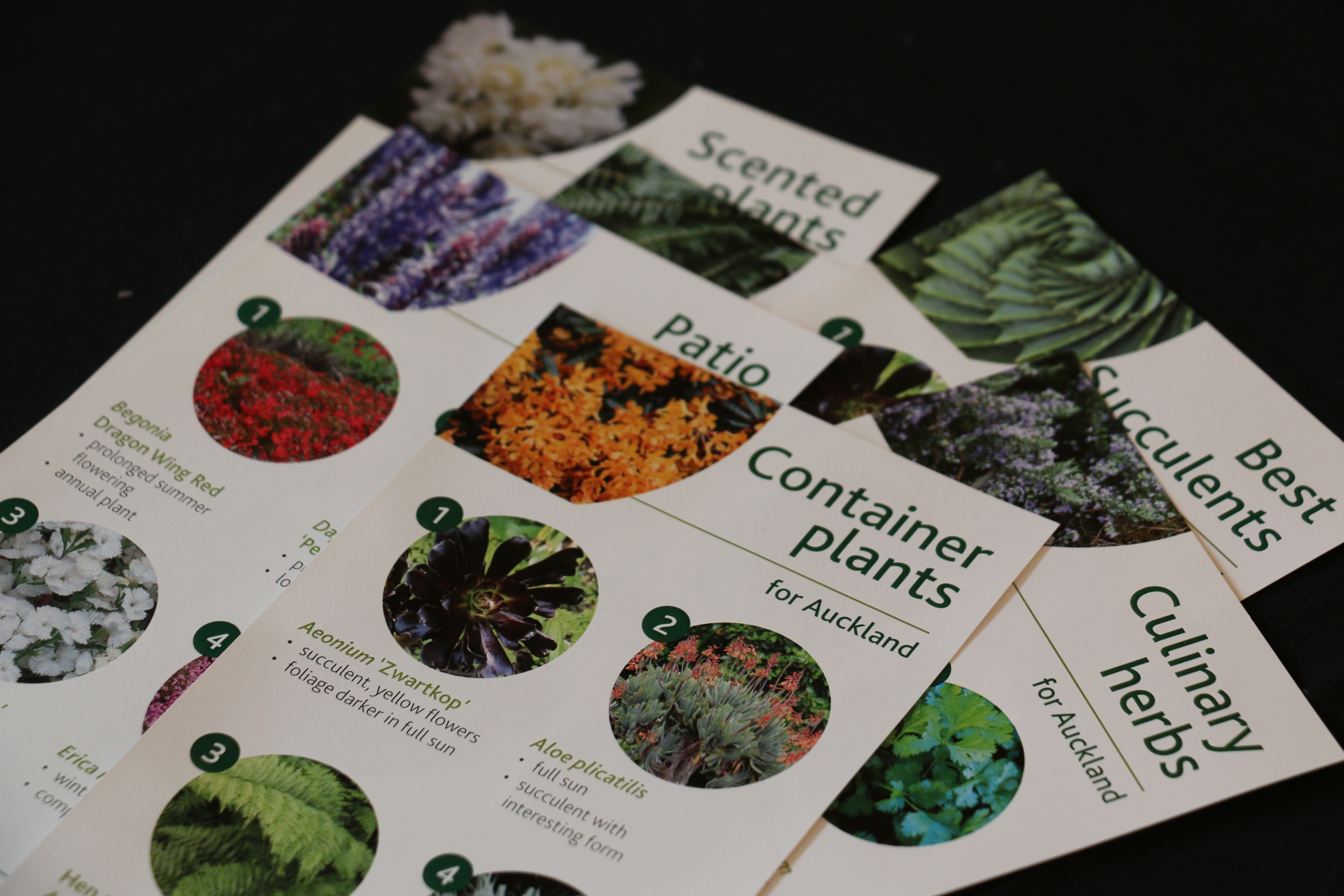 Container plants image