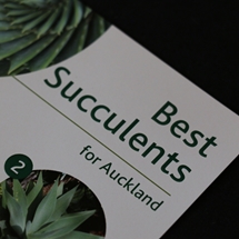 Succulents image