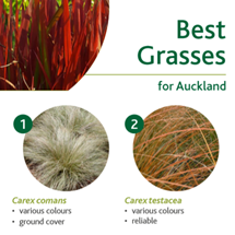 Grasses image