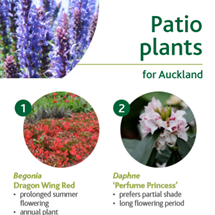 Patio plants image