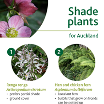 Shade plants image