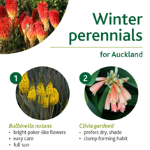 Winter perennials image
