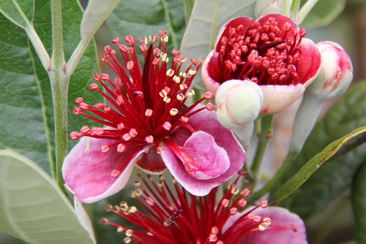 Acca sellowiana