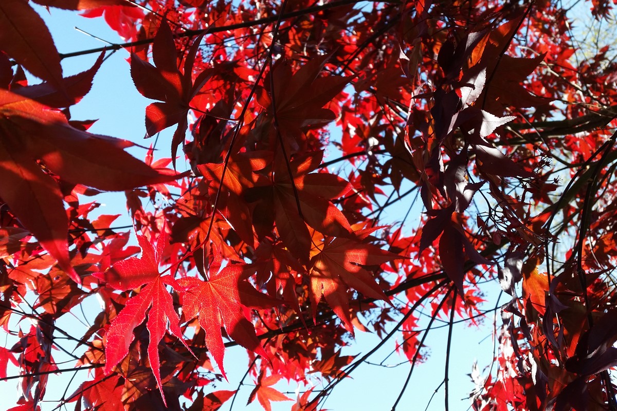 Acer palmatum 'Red Emperor' (2)