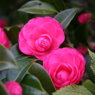 Camellia Garden Drop and Learn image