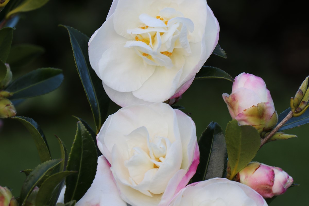 Camellia 'Paradise Helen'