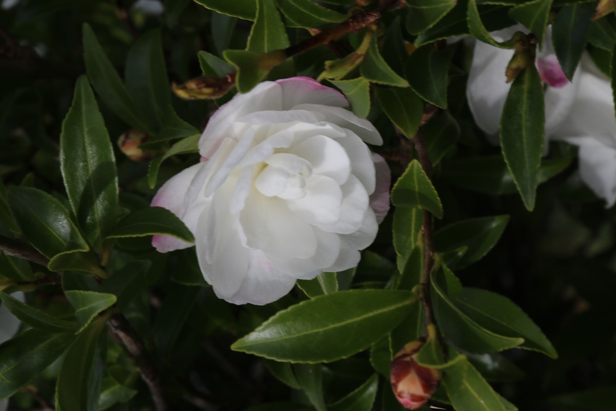 Camellia sasanqua 'Paradise Little Liane'