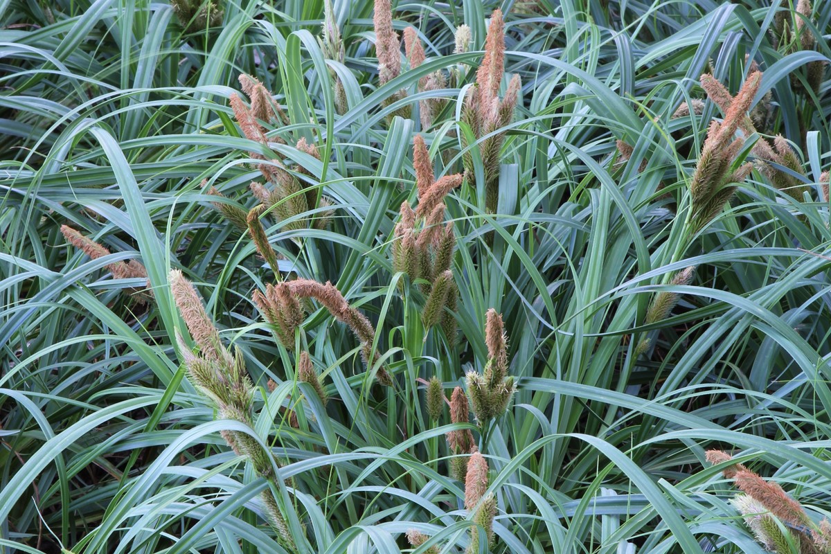 Carex trifida (1)