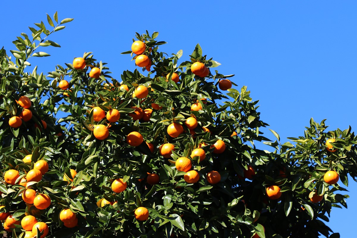 Citrus Navel Orange