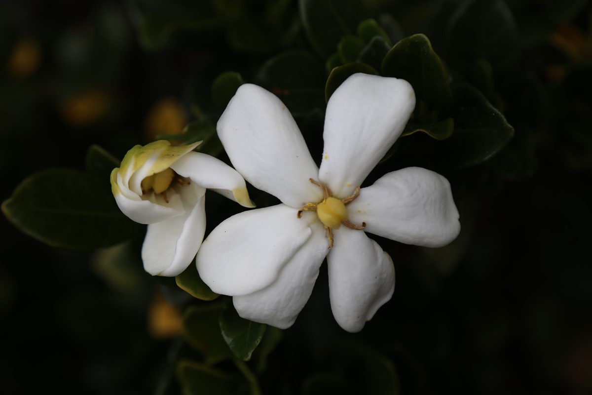 Gardenia Fragrant Star 6 5 2019 (119).JPG