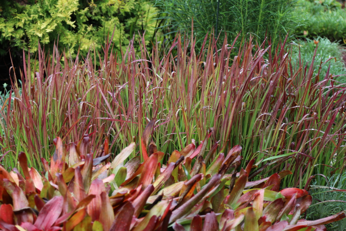Imperata cylindrica 'Red Baron'