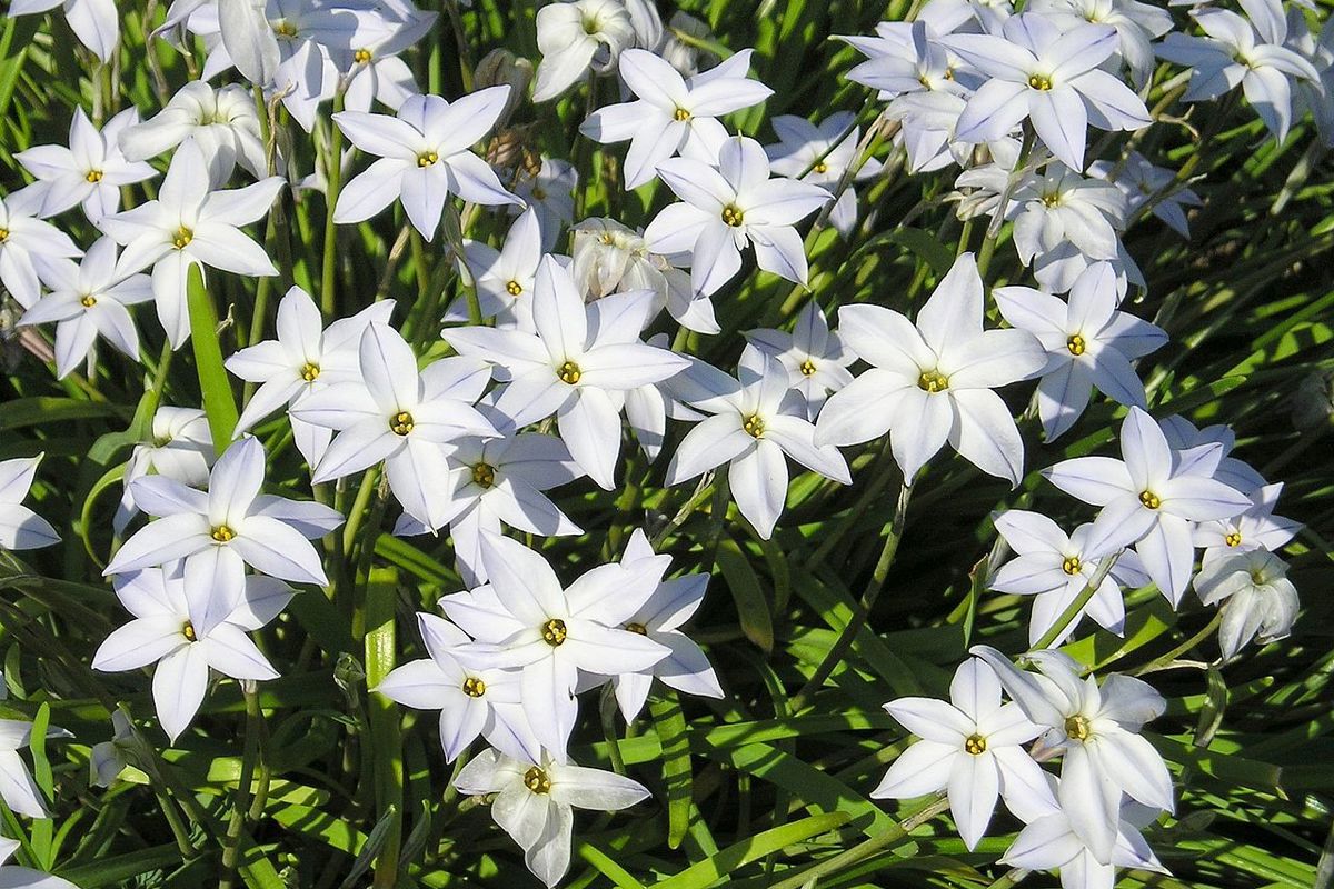 Spring Star Flowers Ipheion uniflorum