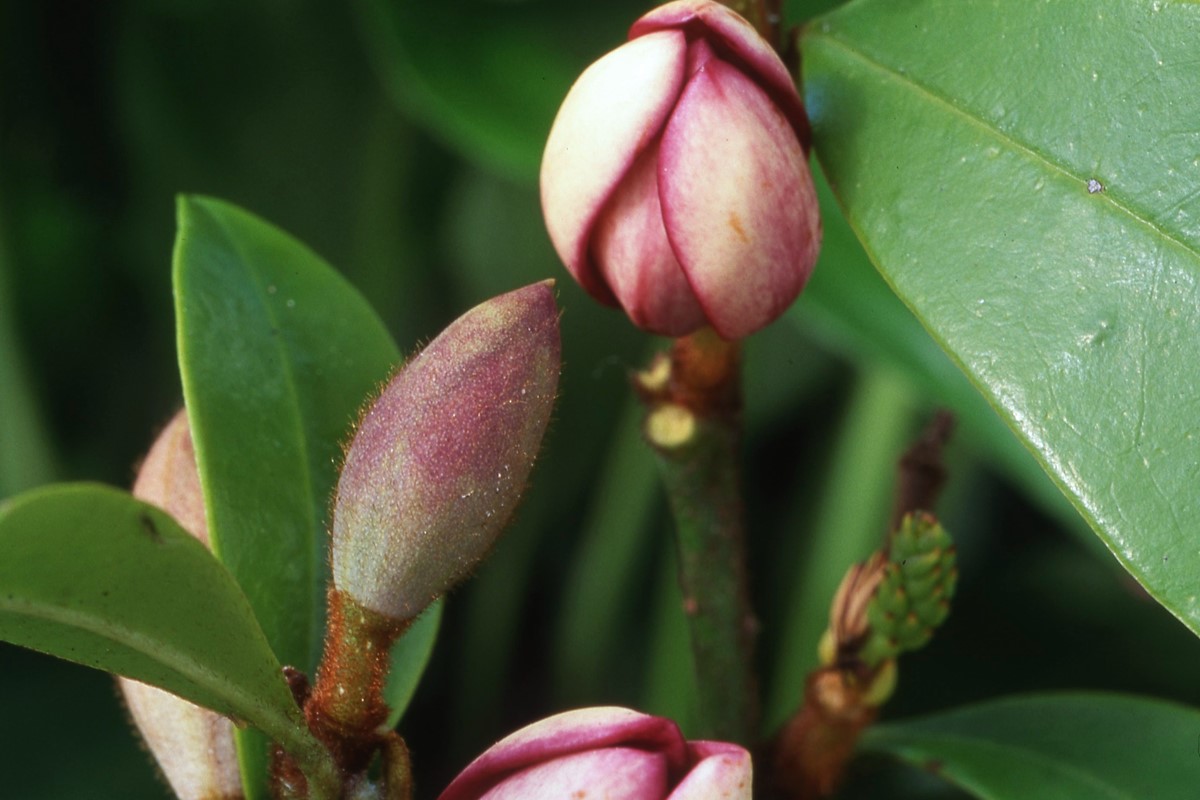 Magnolia figo.jpg