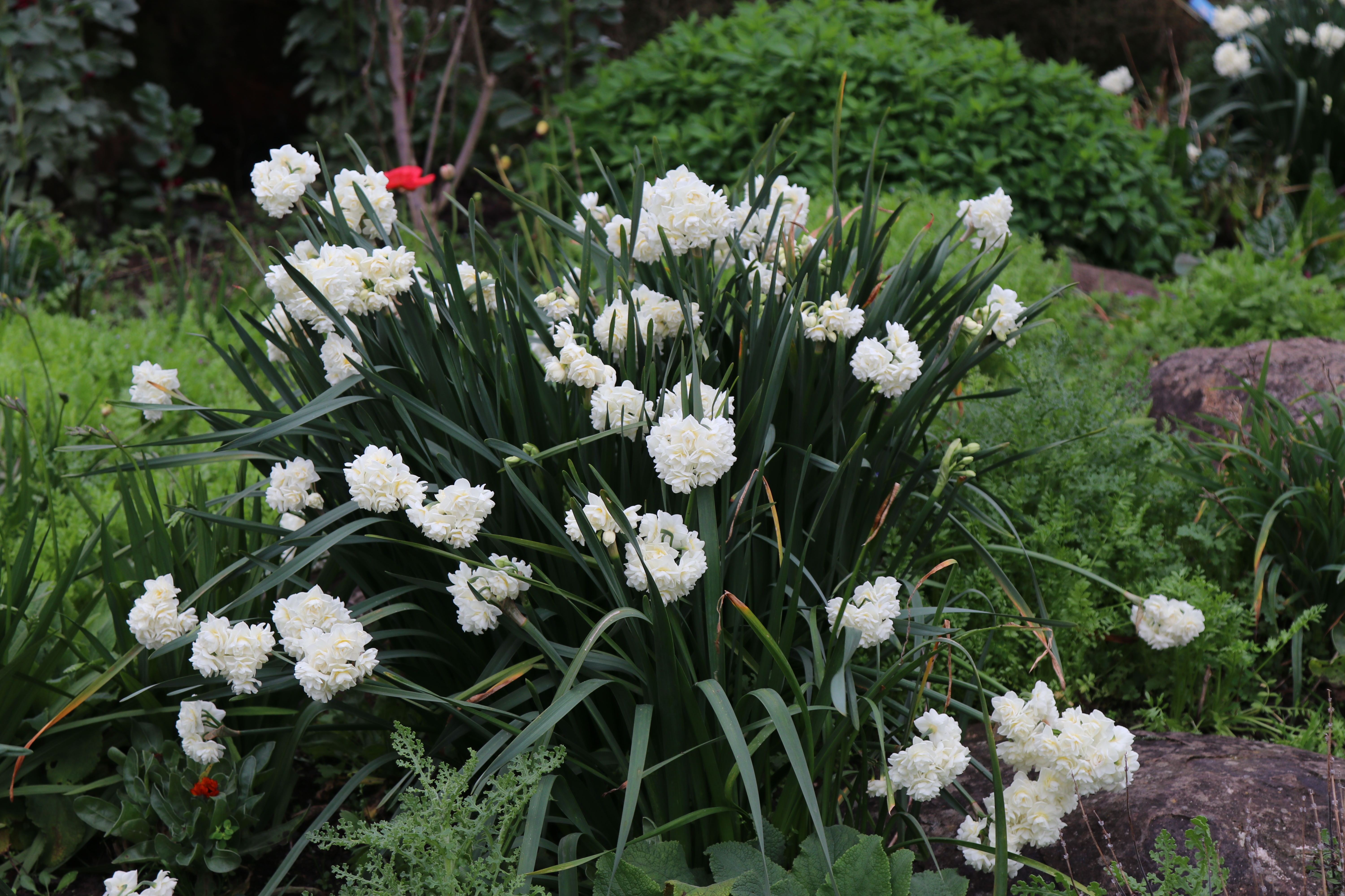 Narcissus 'Erlicheer'