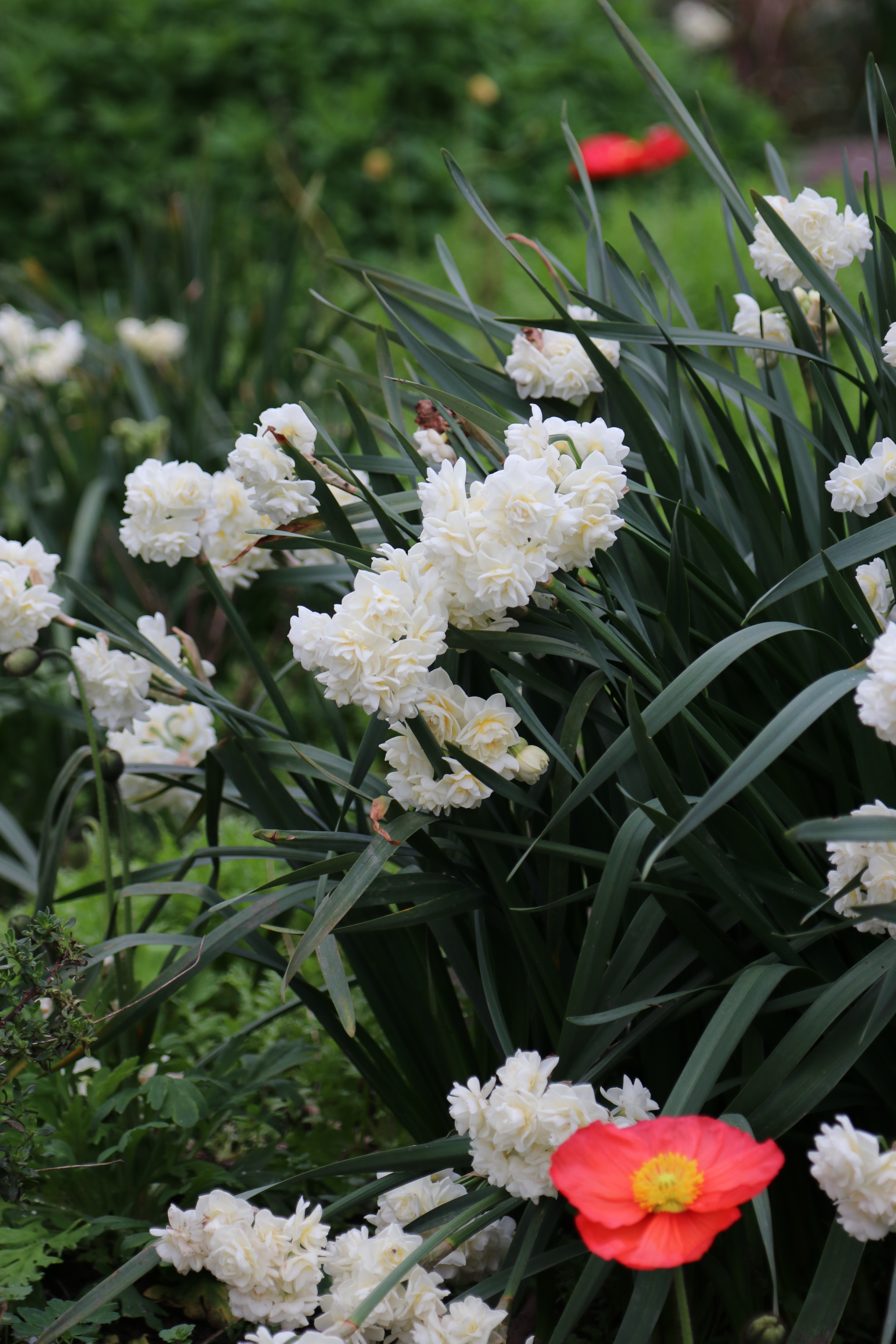 auckland botanic gardens activities Narcissus 'erlicheer'