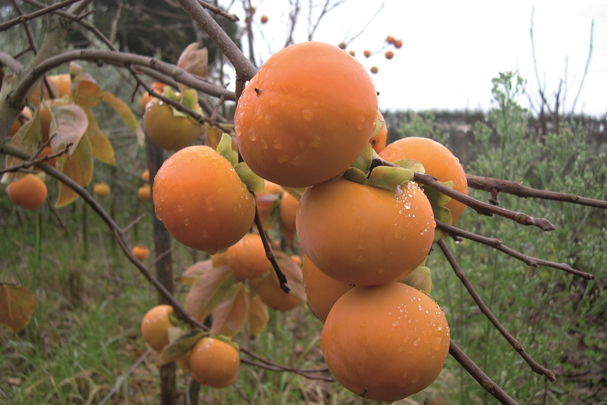 Persimmon fruit with no leaves.jpg