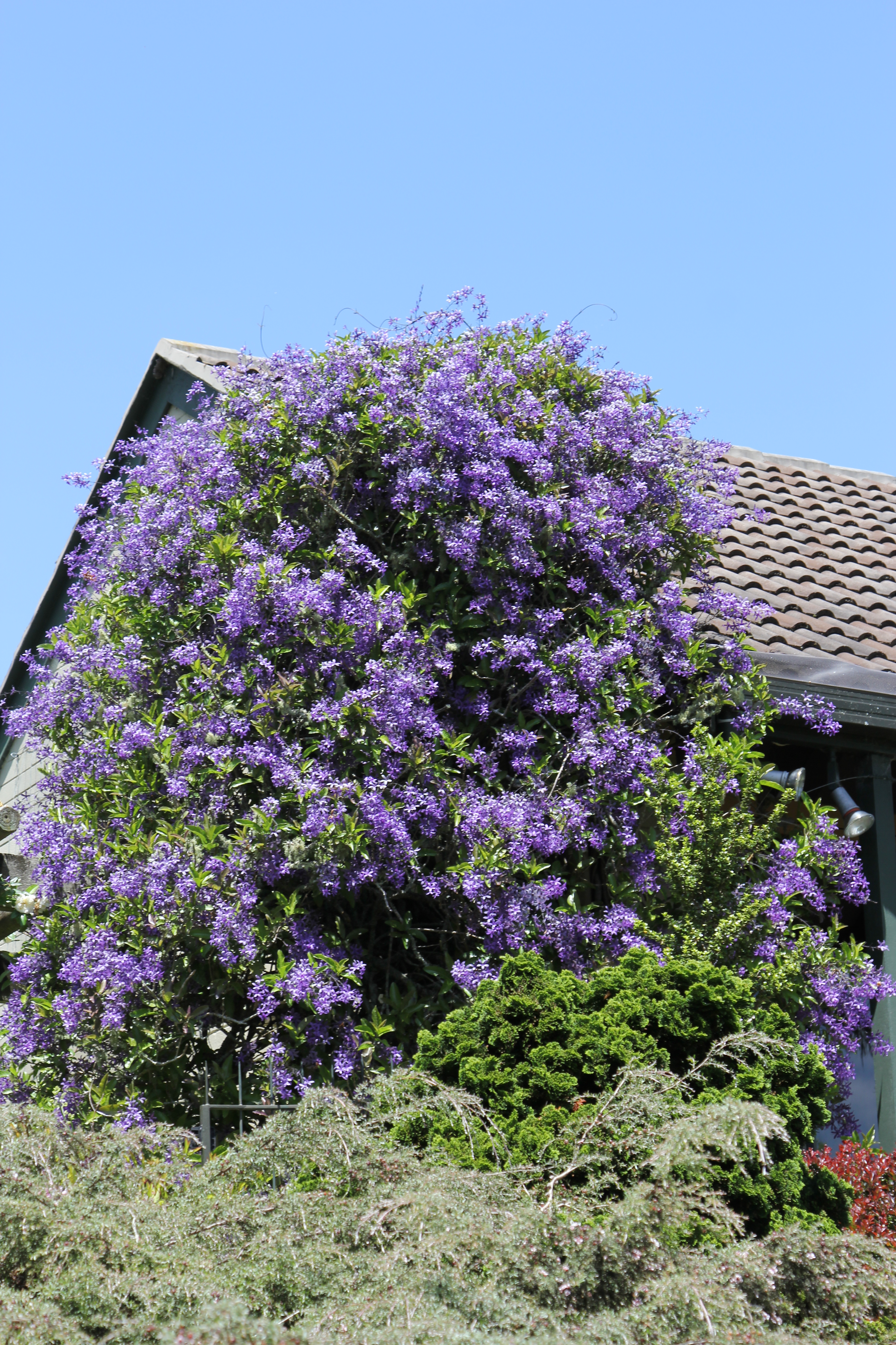 Petrea volubilis