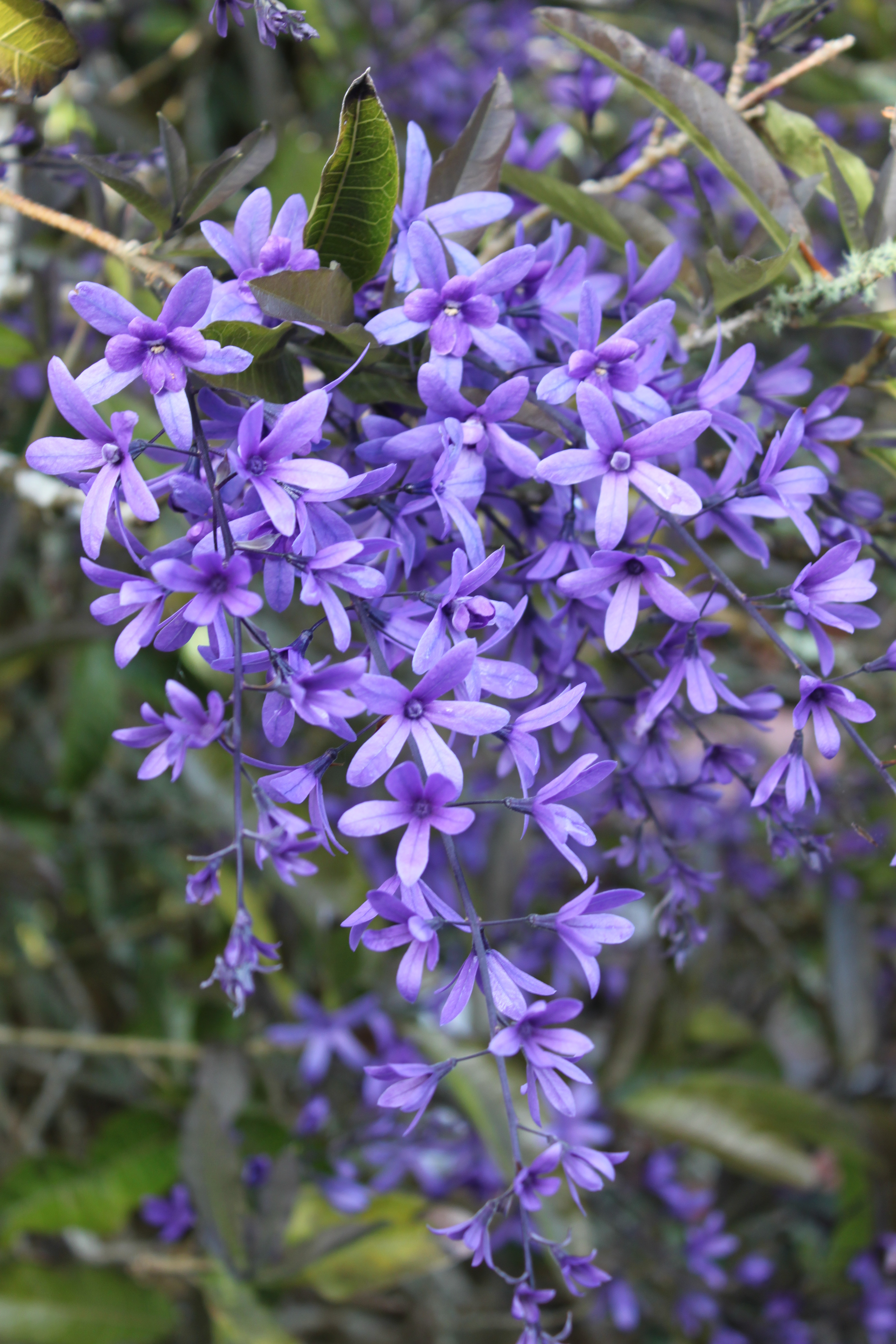 Petrea volubilis