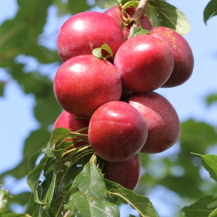 Fruitful Legacies: Heritage Orchards of Auckland image