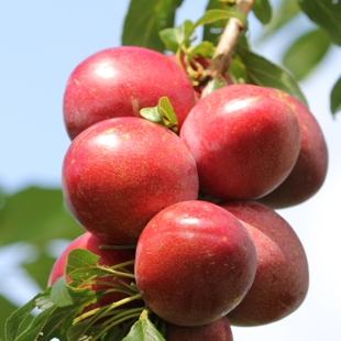 Drop and Learn - Budding and summer grafting your fruit trees image