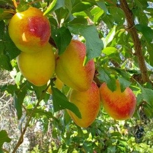Tree Crops annual plant, produce and craft sale image