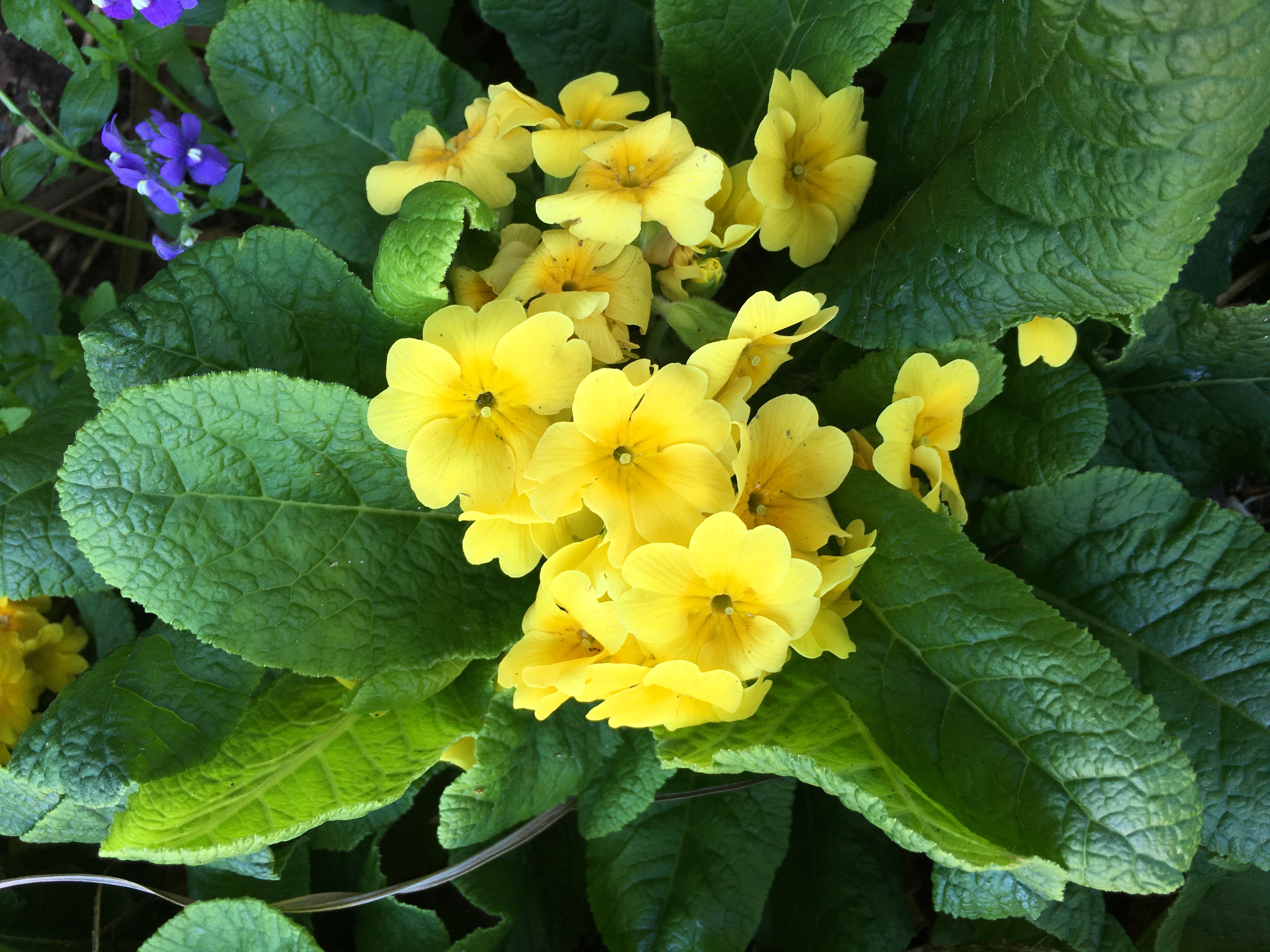 Primula vulgaris