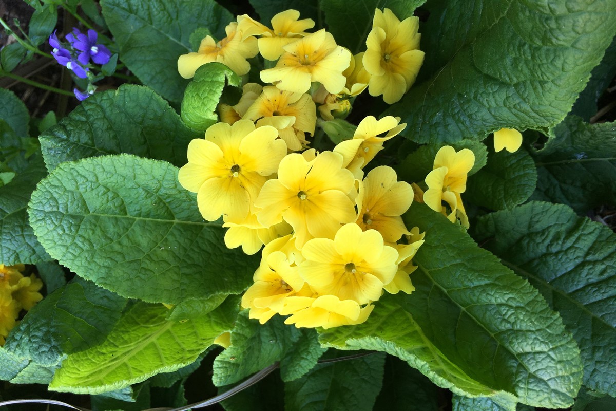Primula vulgaris _Yellow Cowichan_.jpg