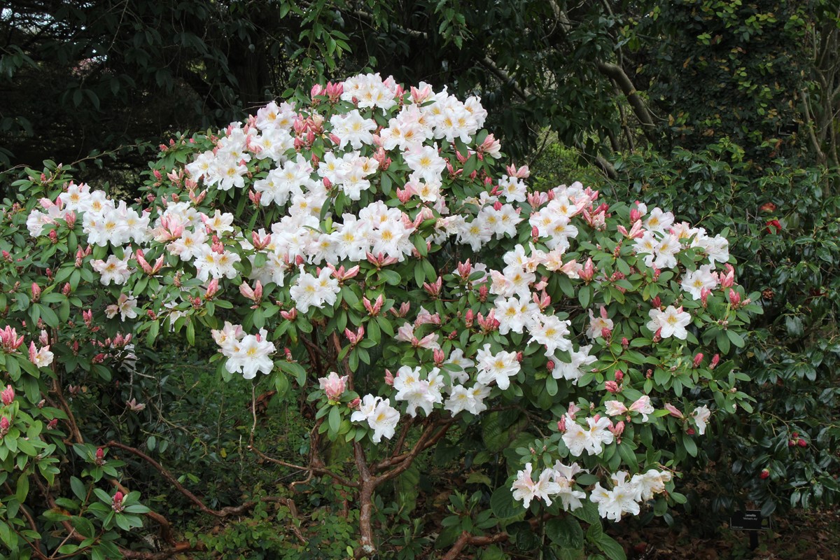 Rhododendron dendricola  13 9 2016 (3).JPG