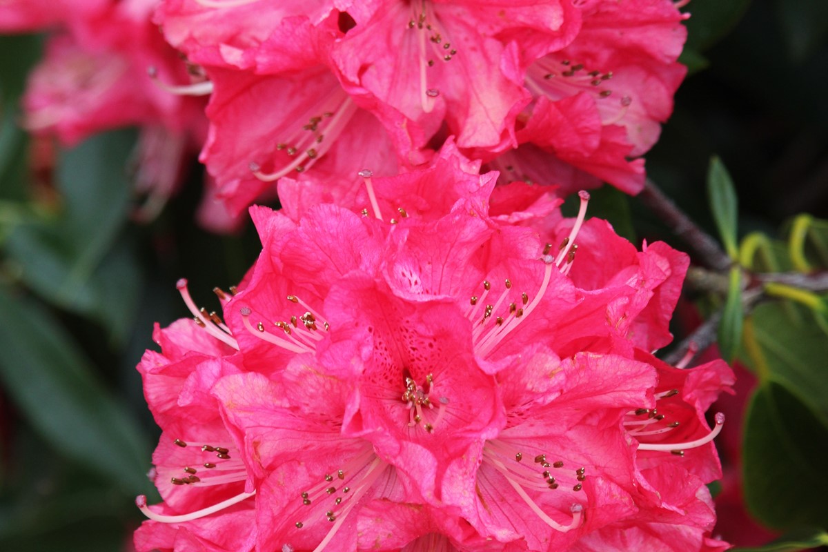 Rhododendron Iverys Scarlet 13 9 2016 (1).JPG