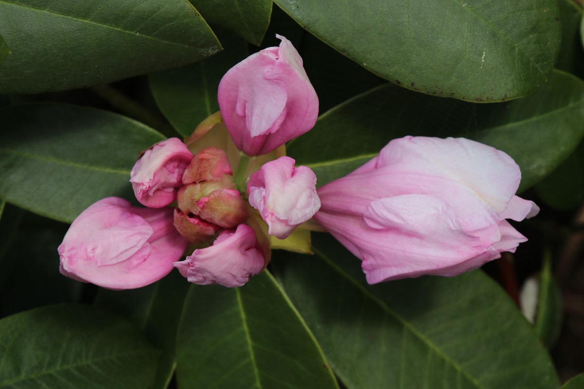Rhododendron Van Ness Sensation 4 10 2018 (13).JPG