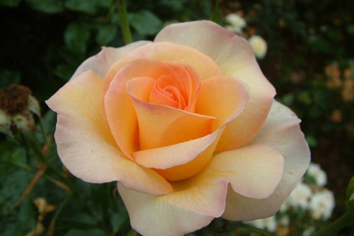 Rosa nelson_girls_a1.jpg