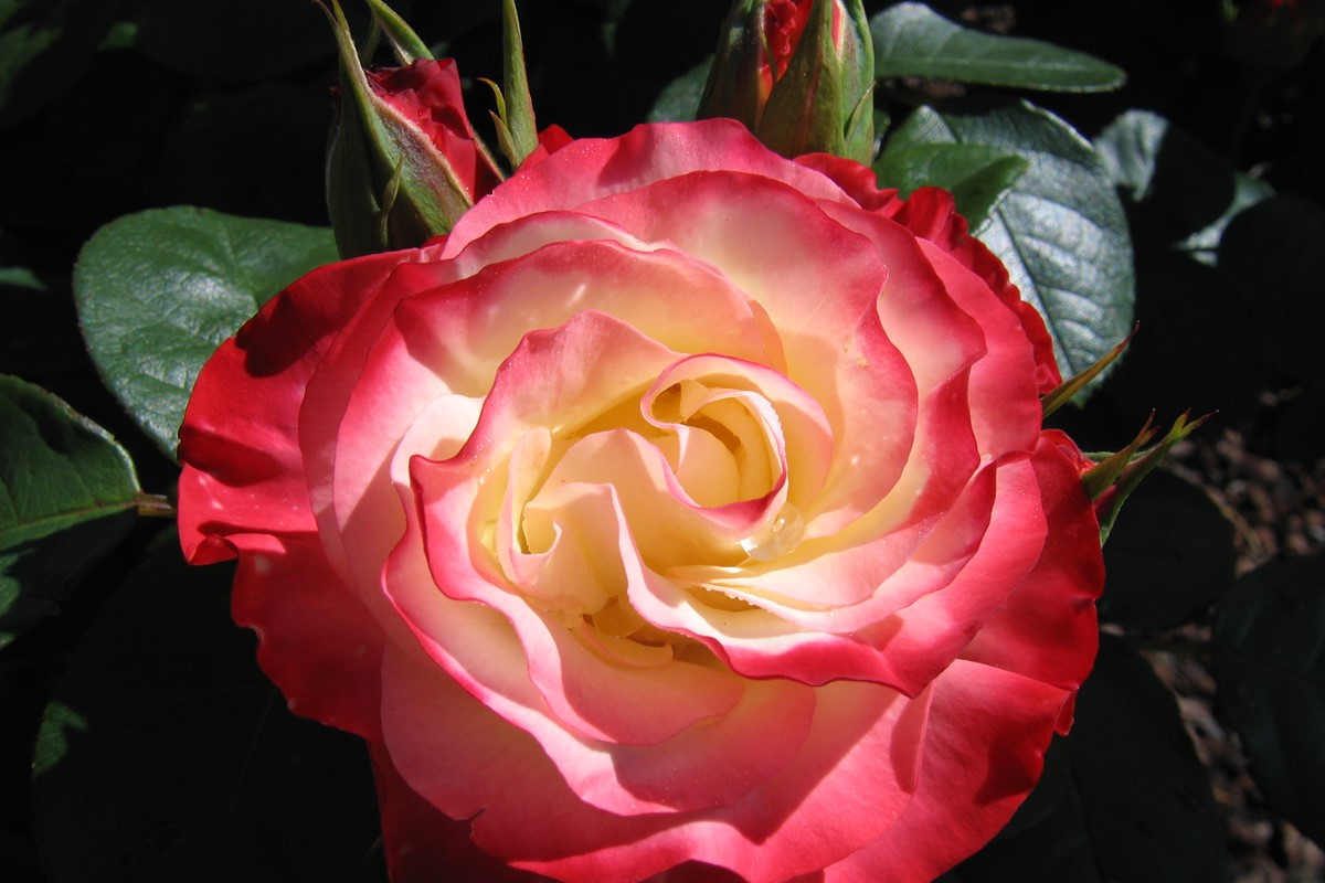 Rosa Tropical Delight.jpg