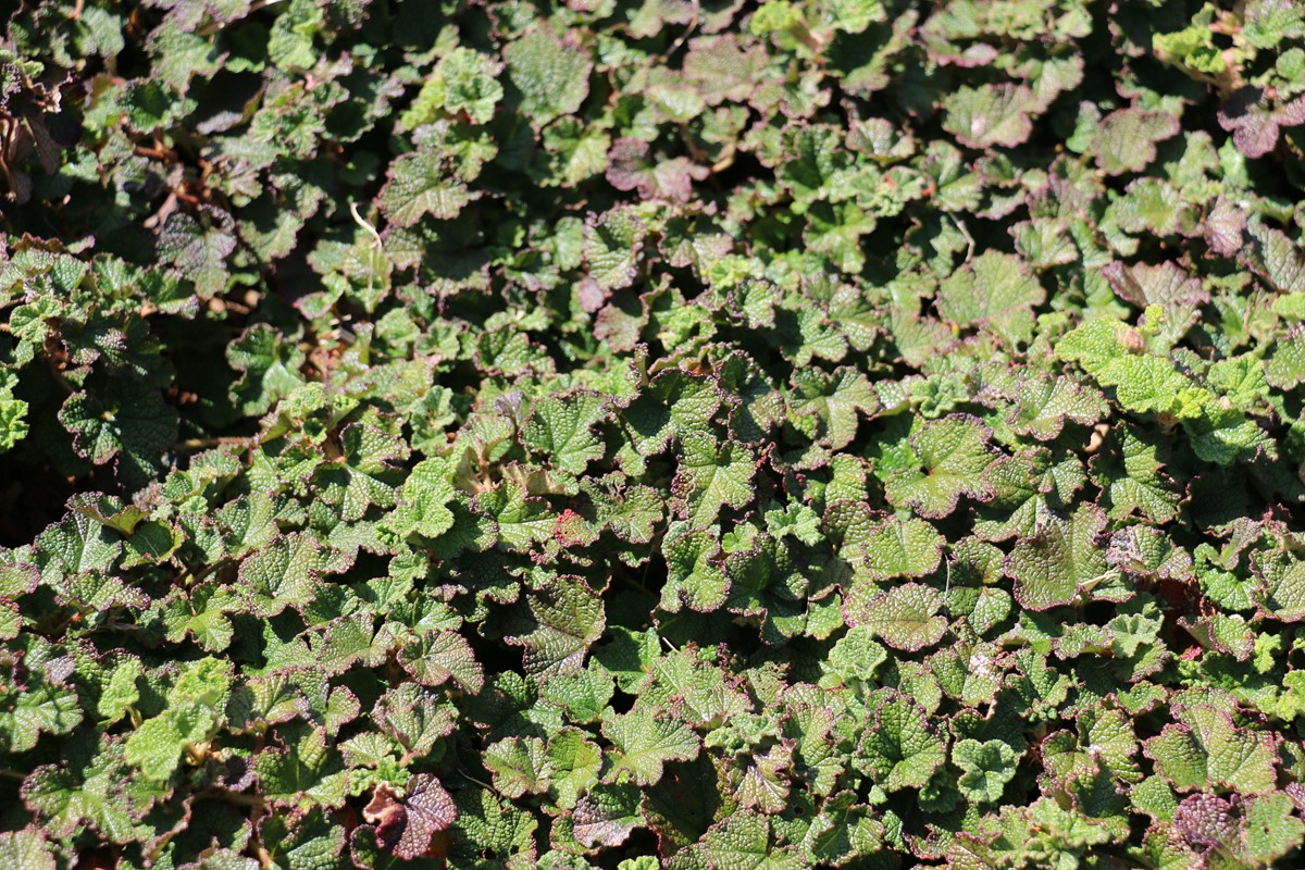 Rubus pentalobus.JPG