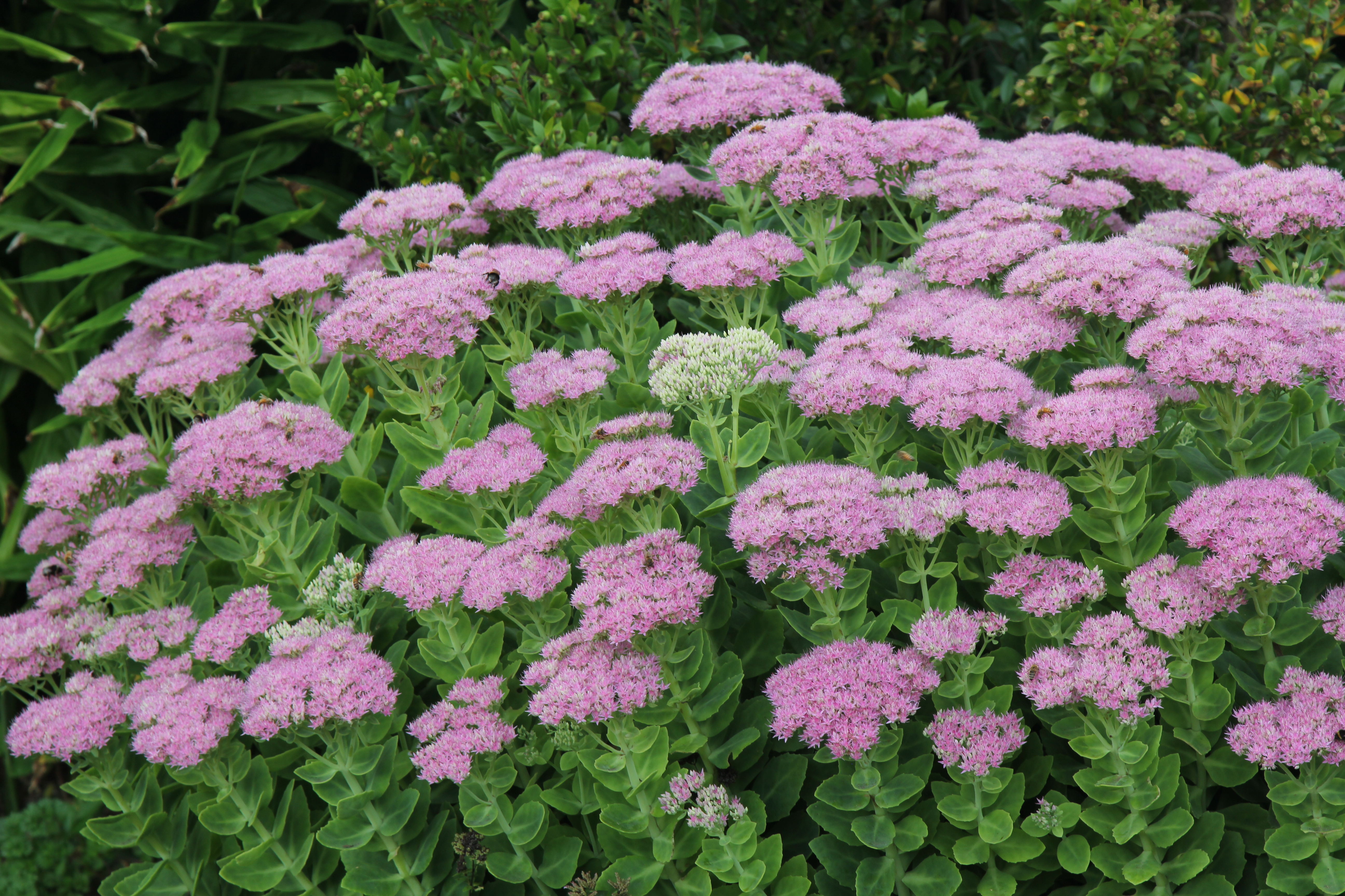 Keyword For Sedum Plant Benefits 