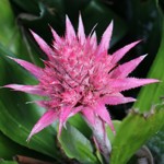 Aechmea fasciata