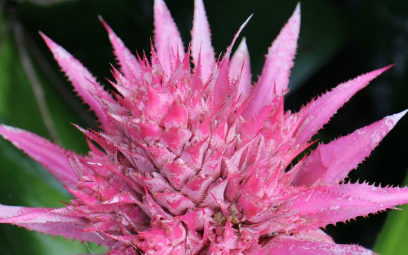 Aechmea fasciata