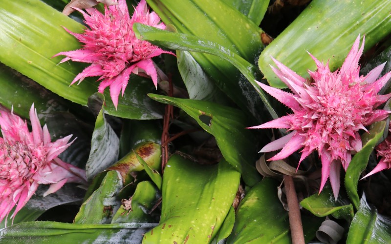Aechmea fasciata