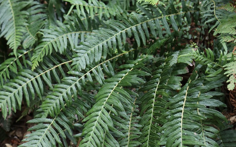 Blechnum parrisiae syn. Doodia australis