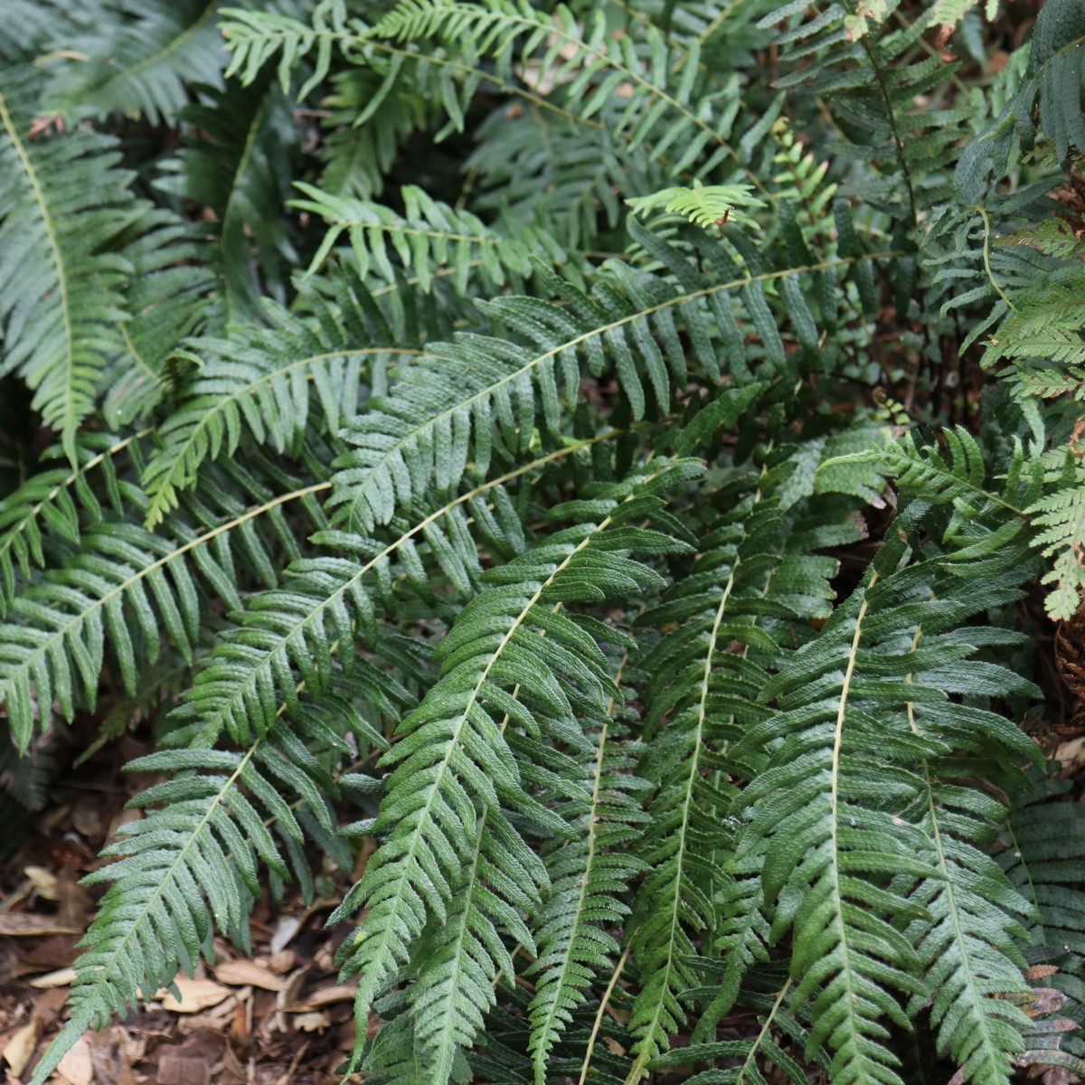 Ferns