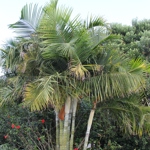 Dypsis baronii