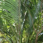 Hedyscepe caterburyana