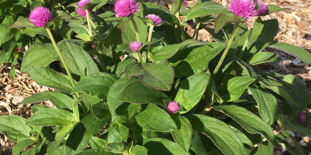 Gomphrena 'Audray Pink'